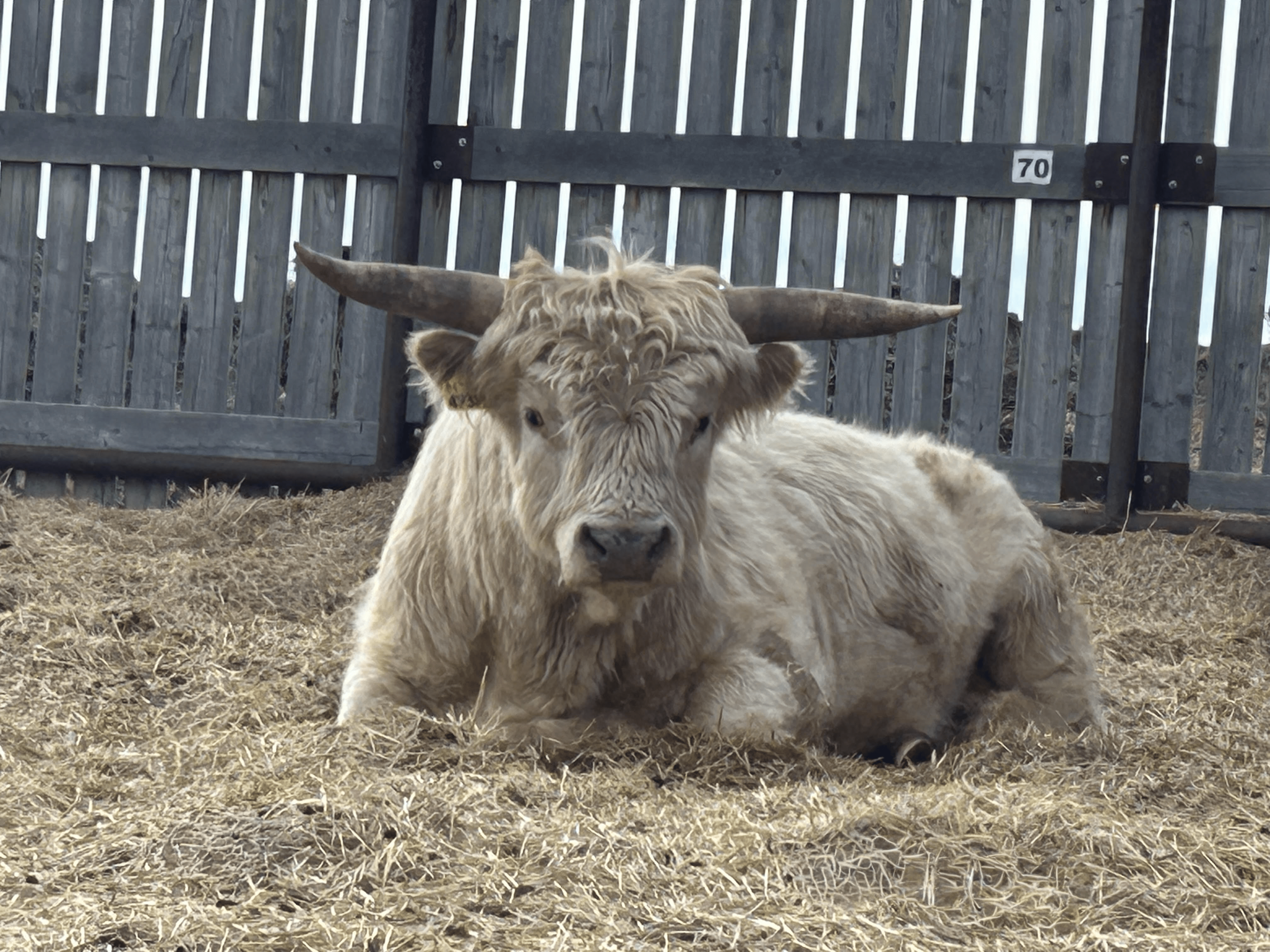 Hamish