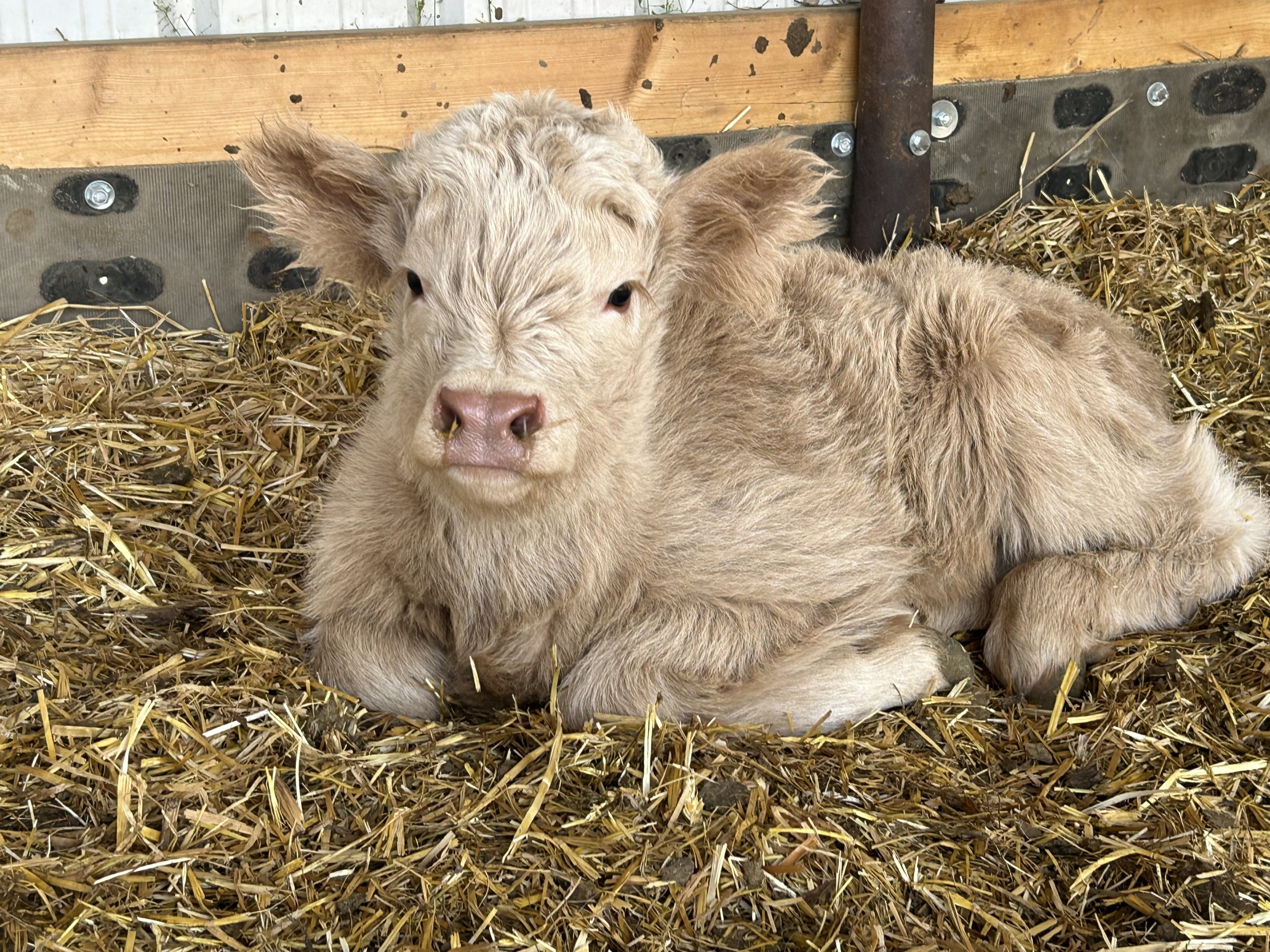 Clarabelle