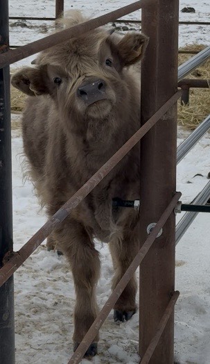 Non-chondro steer